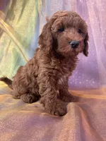 Female Mini Goldendoodle 2295, a female Miniature Goldendoodle for sale in Joice, IA – 2 of 6