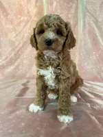 Male Bichon poo 2305, a male Cockapoo for sale in Joice, IA – 4 of 8