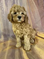 Female Mini Goldendoodle 2294, a female Miniature Goldendoodle for sale in Joice, IA – 9 of 10