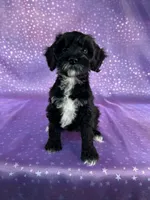 Female Schnoodle 2297, a female Schnoodle for sale in Joice, IA – 6 of 8