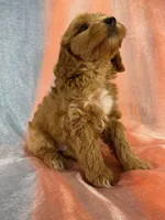 Male Schnoodle 2401, a male Schnoodle for sale in Joice, IA – 8 of 9