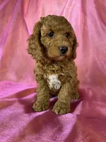 Female cockapoo 2393, a female Cockapoo for sale in Joice, IA – 8 of 9