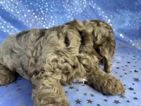 Merle Cockapoo , a male Cockapoo for sale in Joice, IA – 7 of 9