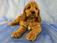 Male Cockapoo 2299 , a male Cockapoo for sale in Joice, IA – 5 of 7