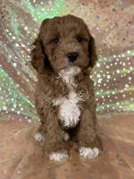 Male Cockapo 2392, a male Cockapoo for sale in Joice, IA – 6 of 10