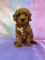 Male Schnoodle 2271, a male Cockapoo for sale in Joice, IA – Photo 4 of 9