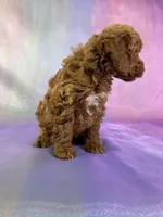 Male Schnoodle 2271, a male Cockapoo for sale in Joice, IA – Photo 8 of 9