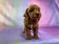 Male Schnoodle 2271, a male Cockapoo for sale in Joice, IA – Photo 3 of 9