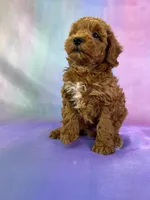 Male Schnoodle 2271, a male Cockapoo for sale in Joice, IA – Photo 2 of 9
