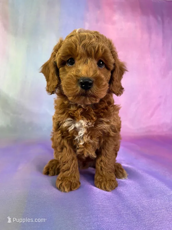 Male Schnoodle 2271 – Cockapoo puppy for sale in Joice, IA