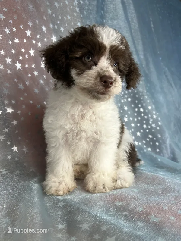 Male Schnoodle 2345 – Schnoodle puppy for sale in Joice, IA