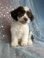 Male Schnoodle 2345, a male Schnoodle for sale in Joice, IA – 1 of 7
