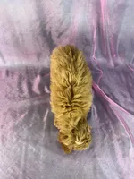 Male cockapoo , a male Cockapoo for sale in Joice, IA – 4 of 5