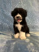 Male Schnoodle 2347, a male Schnoodle for sale in Joice, IA – 3 of 9