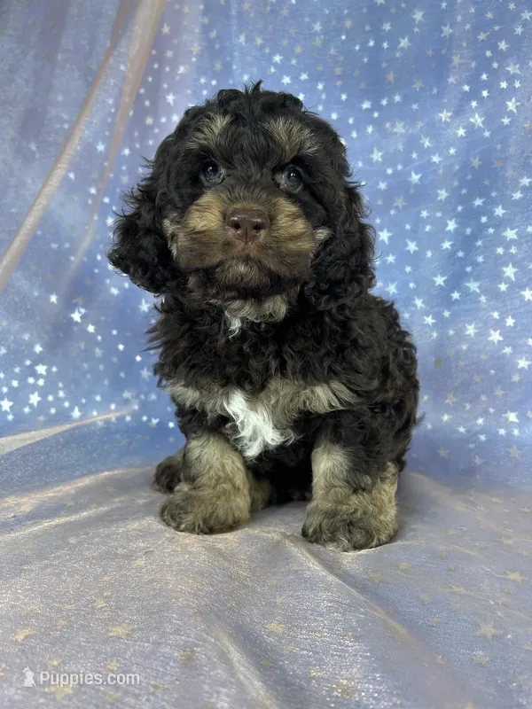Tri colored male Cockapoo – Cockapoo puppy for sale in Joice, IA