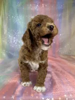 Female Bichon poo 2322 , a female Bichpoo for sale in Joice, IA – 3 of 10