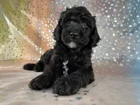 Male Poodle 2380, a male Poodle - Miniature  for sale in Joice, IA – 4 of 7