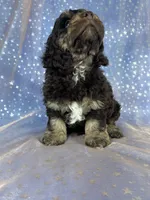 Tri colored male Cockapoo, a male Cockapoo for sale in Joice, IA – 4 of 7