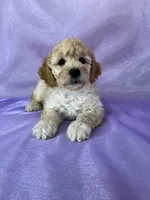 Male Bichon Poo 2306 , a male Cockapoo for sale in Joice, IA – 8 of 10