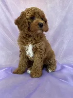 Female Cockapoo 2307, a female Cockapoo for sale in Joice, IA – 3 of 8