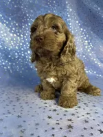Merle Cockapoo , a male Cockapoo for sale in Joice, IA – 4 of 9