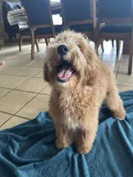 Male Cockapoo 1 , a male Cockapoo for sale in Joice, IA – Photo 4 of 8
