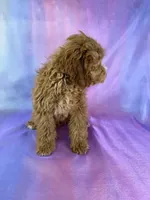 Male Cockapoo 1 , a male Cockapoo for sale in Joice, IA – Photo 2 of 3