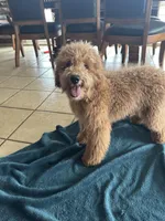Male Cockapoo 1 , a male Cockapoo for sale in Joice, IA – Photo 6 of 8