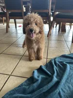 Male Cockapoo 1 , a male Cockapoo for sale in Joice, IA – Photo 5 of 8