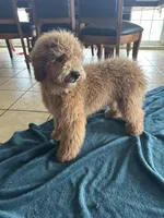 Male Cockapoo 1 , a male Cockapoo for sale in Joice, IA – Photo 7 of 8
