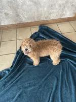 Male Cockapoo 1 , a male Cockapoo for sale in Joice, IA – Photo 8 of 8