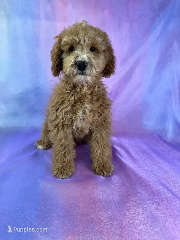 Male Cockapoo 1  – Cockapoo puppy for sale in Joice, IA