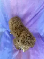 Male Cockapoo 1 , a male Cockapoo for sale in Joice, IA – Photo 3 of 3