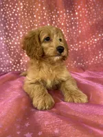 Female Cockapoo 2351, a female Cockapoo for sale in Joice, IA – 7 of 9