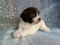 Male Schnoodle 2346, a male Schnoodle for sale in Joice, IA – 6 of 10