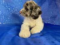 Female Cockapoo 2314, a female Cockapoo for sale in Joice, IA – 2 of 10