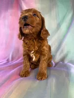 Male Mini Goldendoodle 2326 , a male Miniature Goldendoodle for sale in Joice, IA – 9 of 10