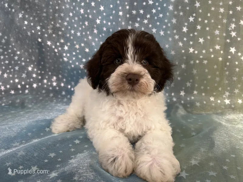 Male Schnoodle 2346 – Schnoodle puppy for sale in Joice, IA