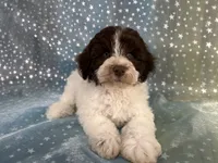 Male Schnoodle 2346, a male Schnoodle for sale in Joice, IA – 1 of 10