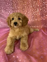 Female Cockapoo 2351, a female Cockapoo for sale in Joice, IA – 4 of 9