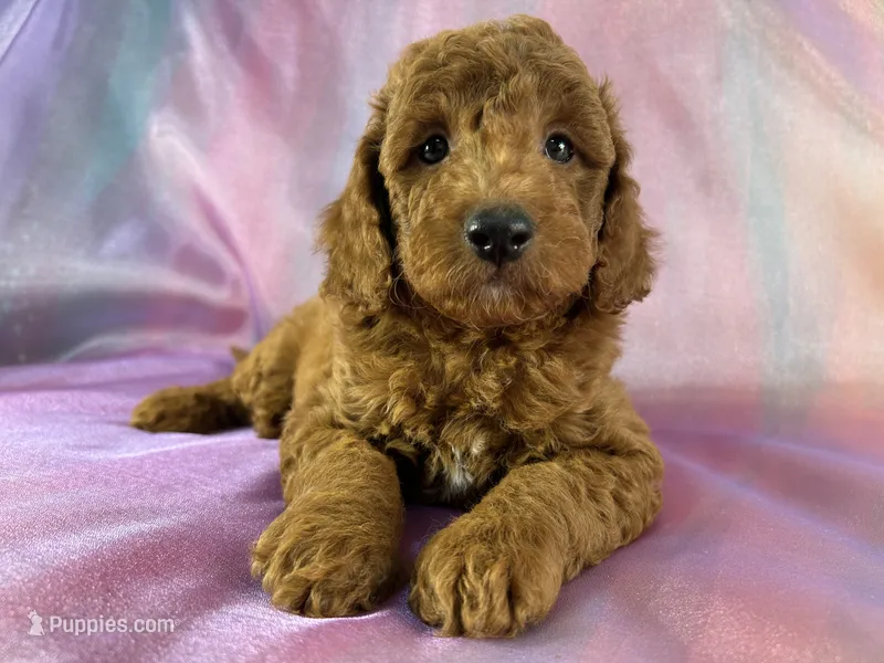 Male Mini Goldendoodle 2325  – Miniature Goldendoodle puppy for sale in Joice, IA
