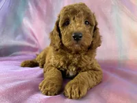 Male Mini Goldendoodle 2325 , a male Miniature Goldendoodle for sale in Joice, IA – 1 of 9
