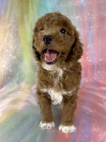 Female Bichon poo 2322 , a female Bichpoo for sale in Joice, IA – 10 of 10