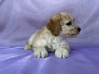 Male Bichon Poo 2306 , a male Cockapoo for sale in Joice, IA – 9 of 10