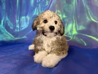 Schnoodle male 2344 , a male Schnoodle for sale in Joice, IA – 9 of 9