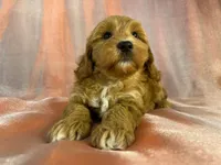 Male Schnoodle 2401, a male Schnoodle for sale in Joice, IA – 7 of 9