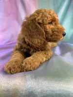 Male Male Mini Goldendoodle 2327, a male Miniature Goldendoodle for sale in Joice, IA – 4 of 10