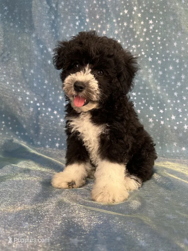 Male Schnoodle 2347 – Schnoodle puppy for sale in Joice, IA