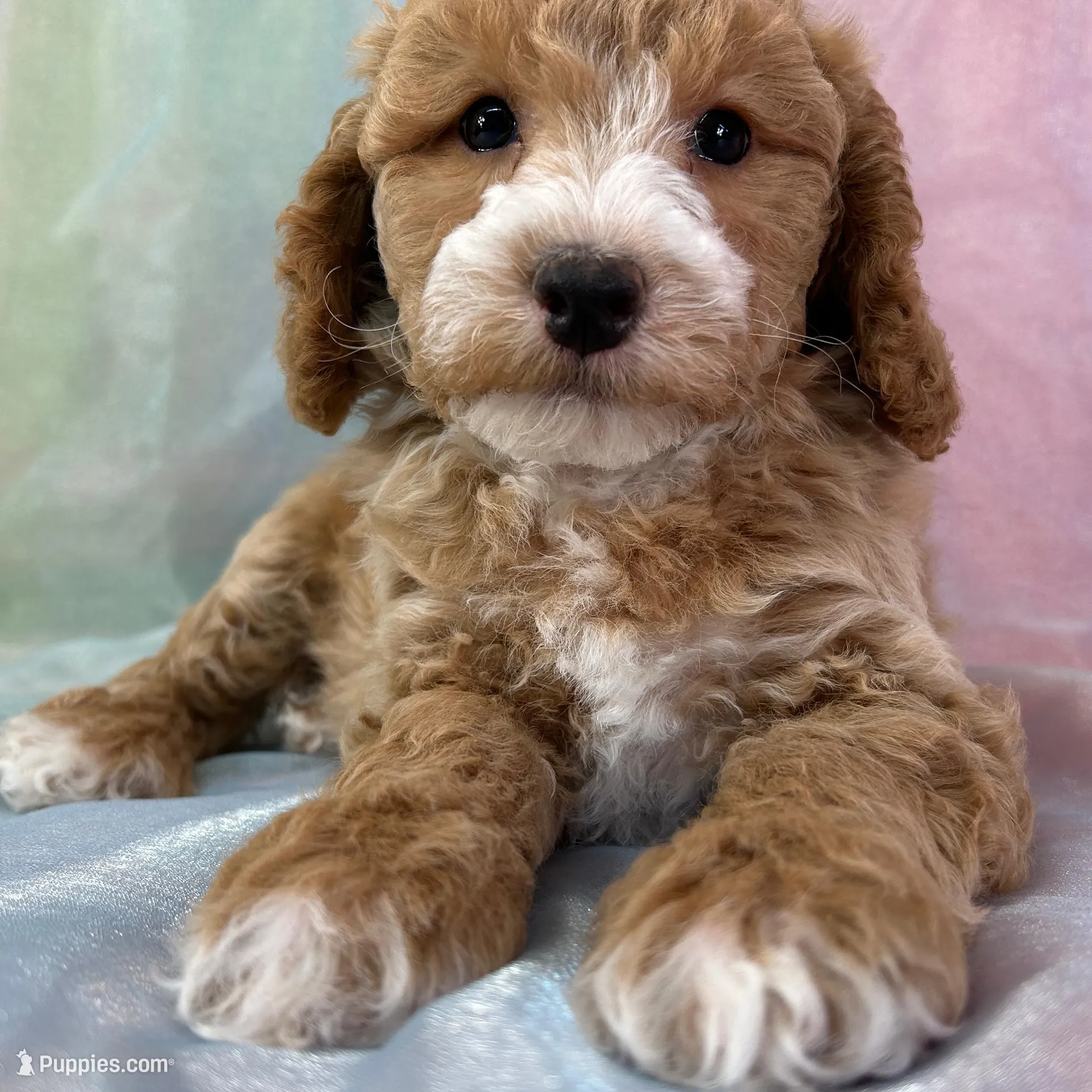 Male Bichon poo 2267, a male Poochon for sale in Joice, IA – Photo 4 of 10
