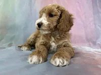 Male Bichon poo 2267, a male Poochon for sale in Joice, IA – Photo 2 of 10